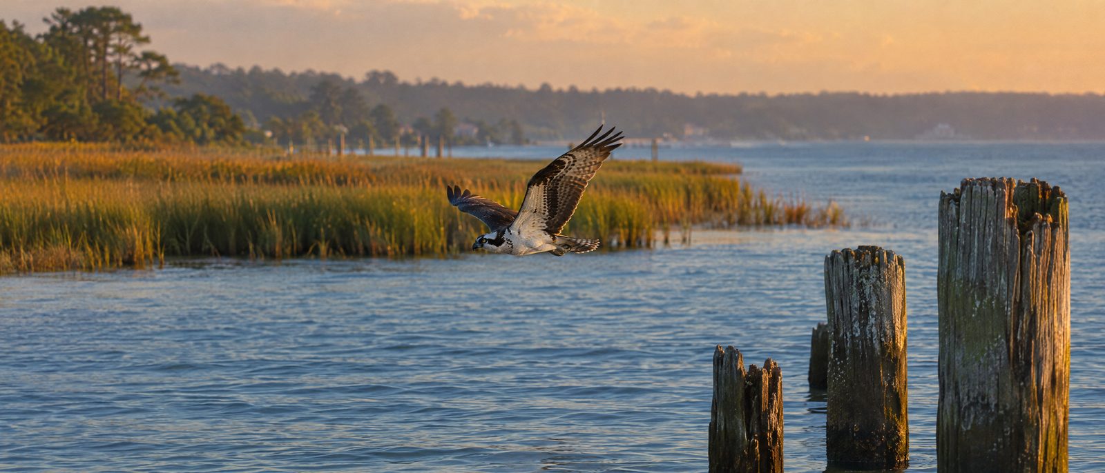 An osprey flying low over a calm Chesapeake cove at golden hour, with weathered pilings in the foreground and marsh grass along the shoreline.