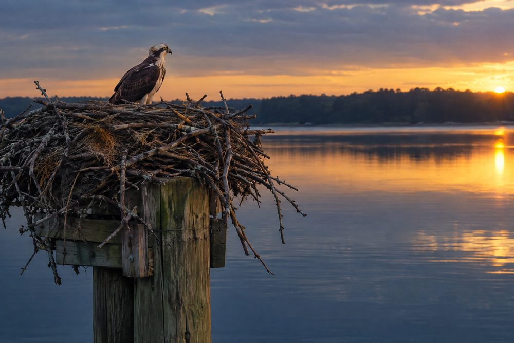 An osprey nest built on a weathered wooden piling in a still tidal cove at dawn.